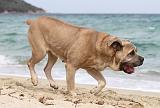 CANE CORSO 672